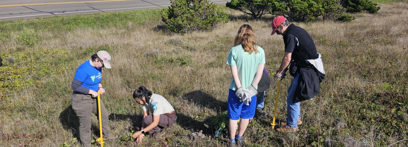 Volunteers planting with BLM staff at a past service day