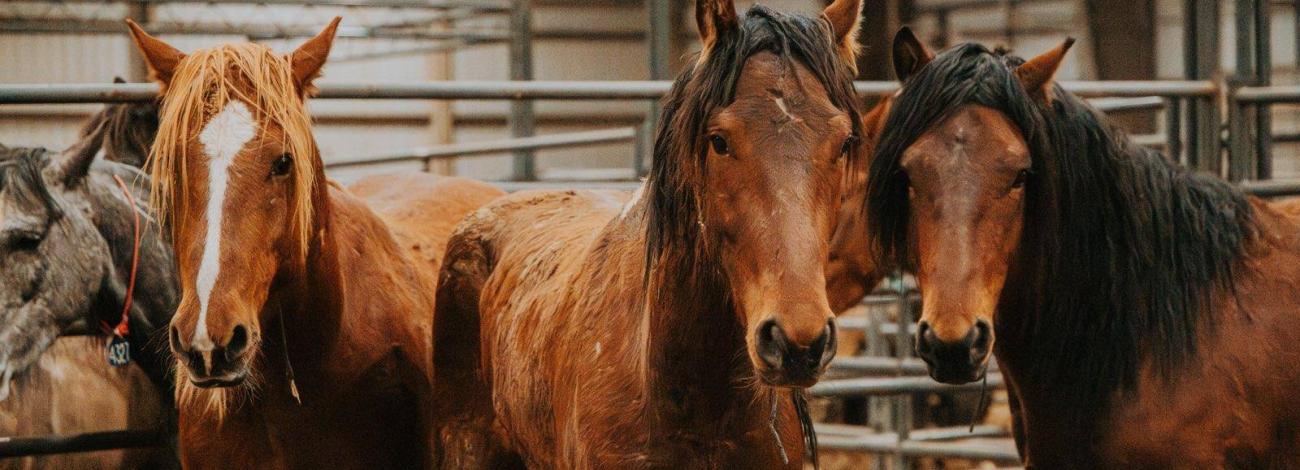 Three brown horses stand together in a stable. 