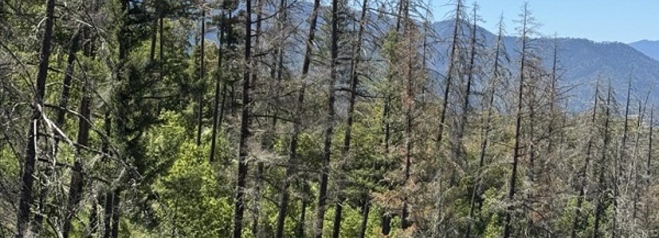 Hazard trees