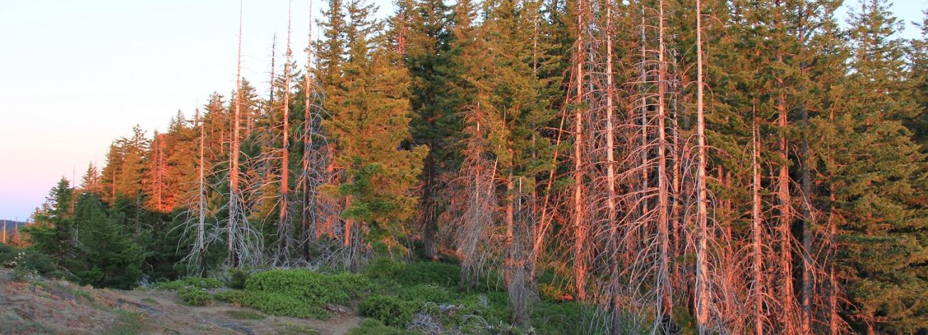 stand of fir trees