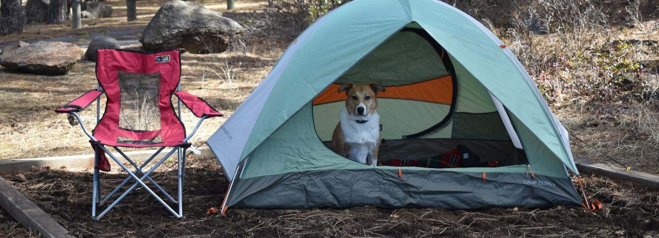dog sitting in a tent on a tent pad in a campground, with a red camp chair and trees in the background