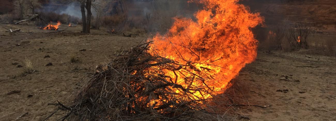 Image of a flaming prescribed fire burn pile made up of dry branches, twigs 