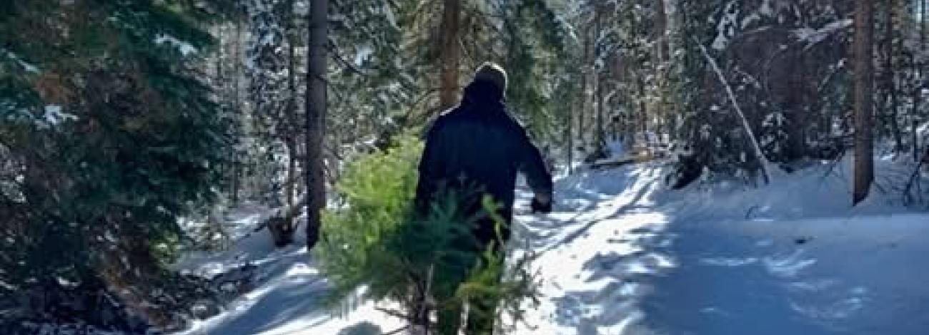 person trudging through a snowy, forested landscape with a felled tree in hand