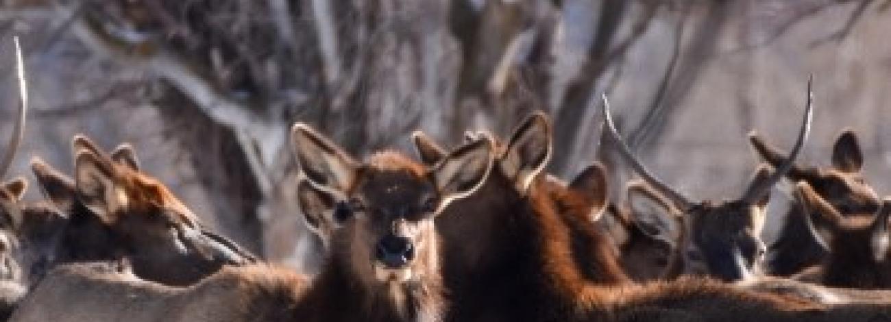 group of elk with snow on the ground