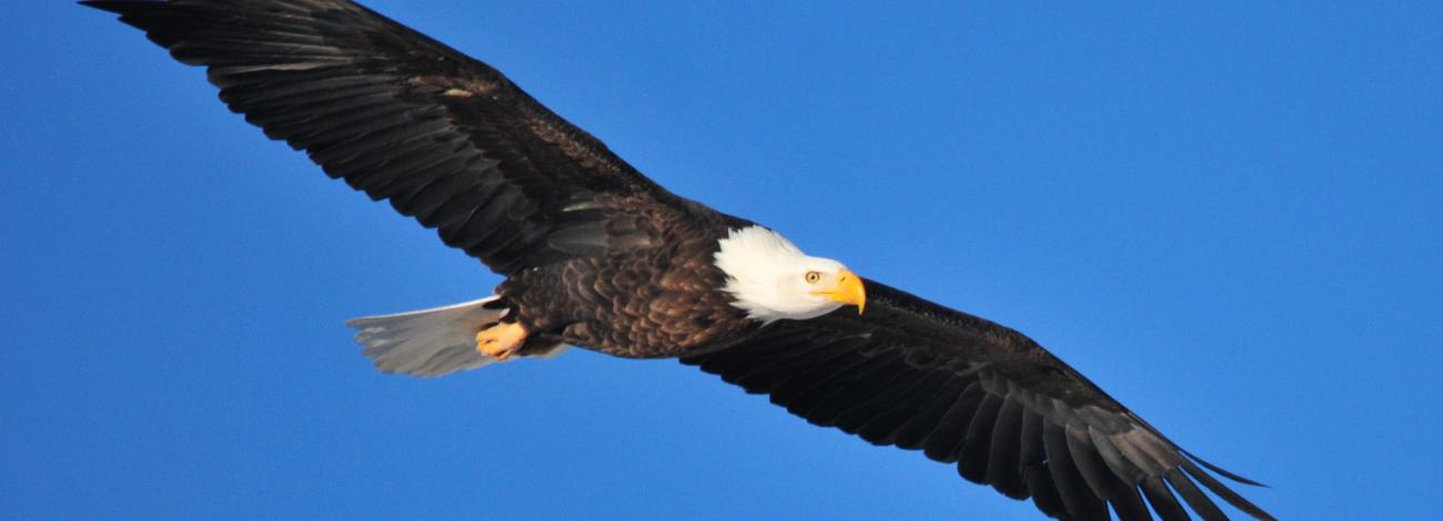 photo of a bald eagle soaring in sky arms spread wide with blue sky