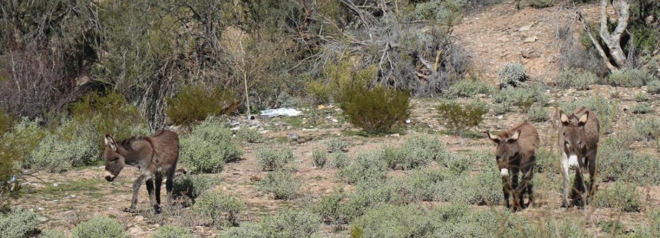 three brown burros in a desert landscape
