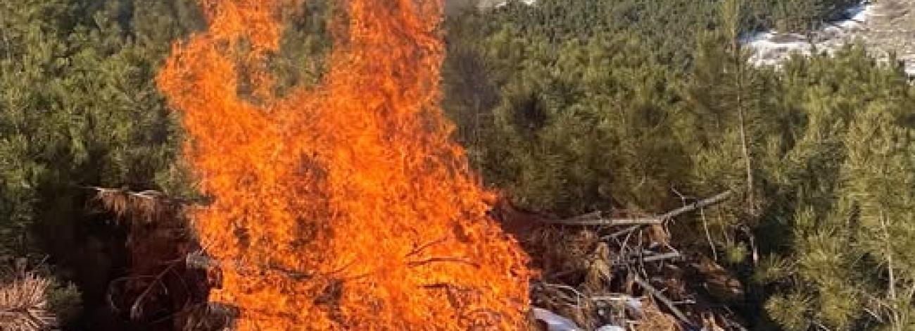 The BLM will begin burning slash piles in Lawrence  County, S.D. to take advantage of recent snowfall. (BLM  photo.)