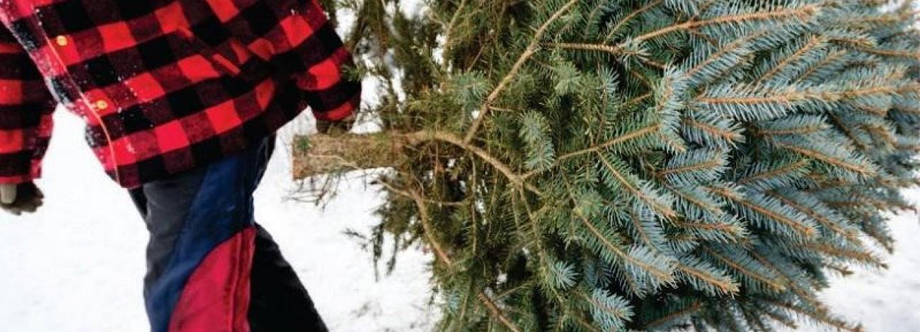 A person harvests a holiday tree from BLM Idaho-managed public lands. BLM photo.