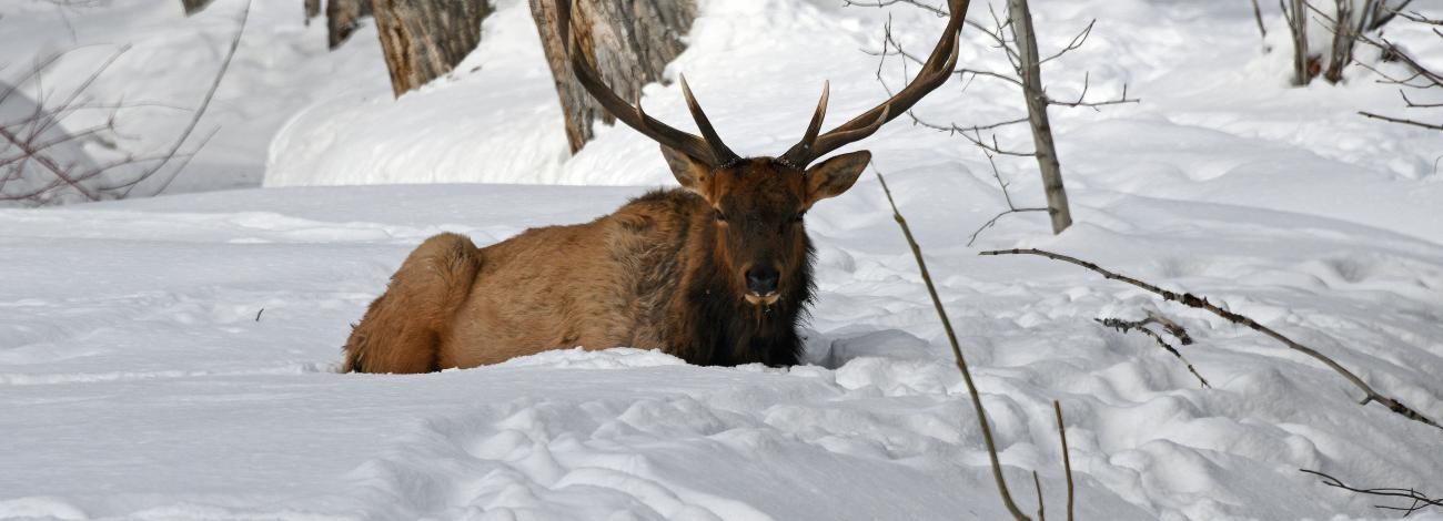 Bull elk in Zinc Spur Hailey