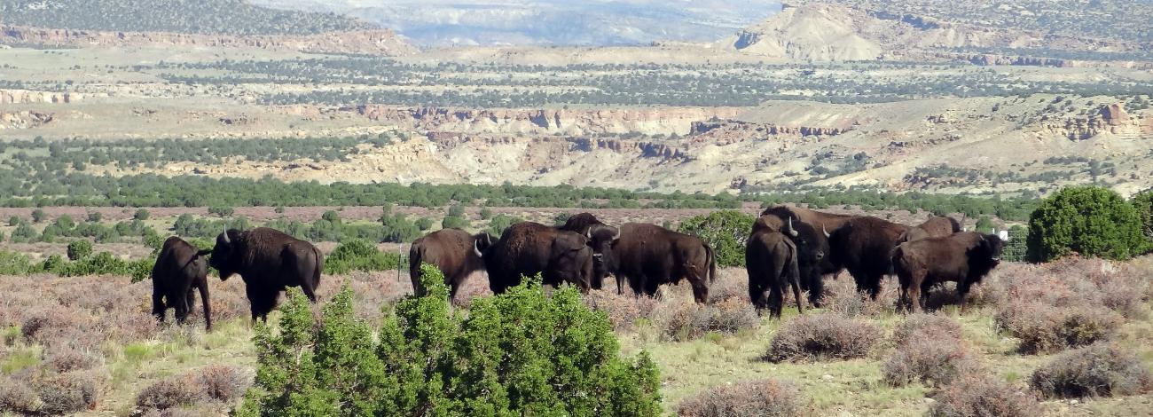 A herd of bison grazes with mountains in the background and scrub brush and trees in the foreground.