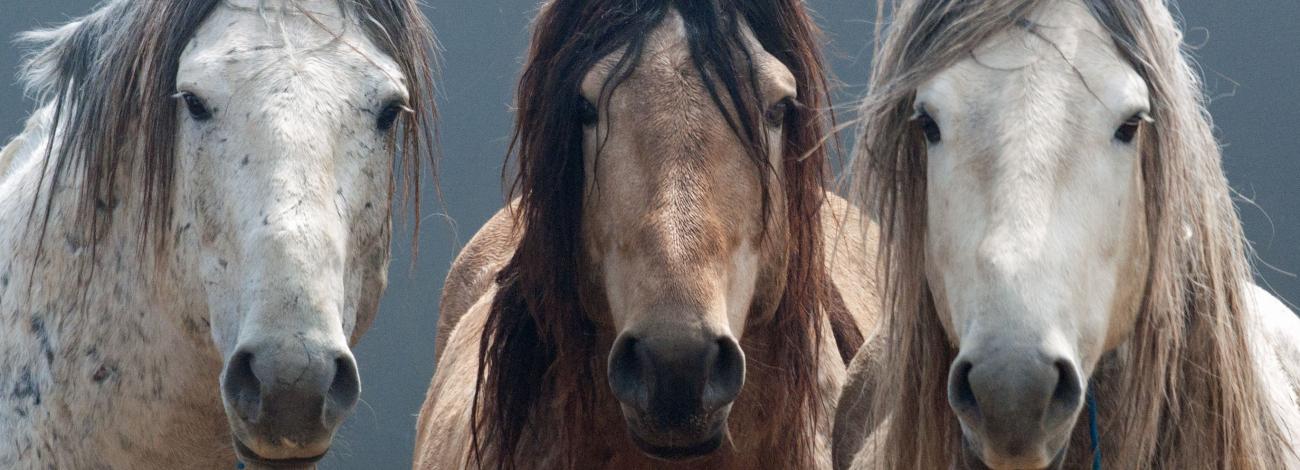 Two light colored horses and one brown horse