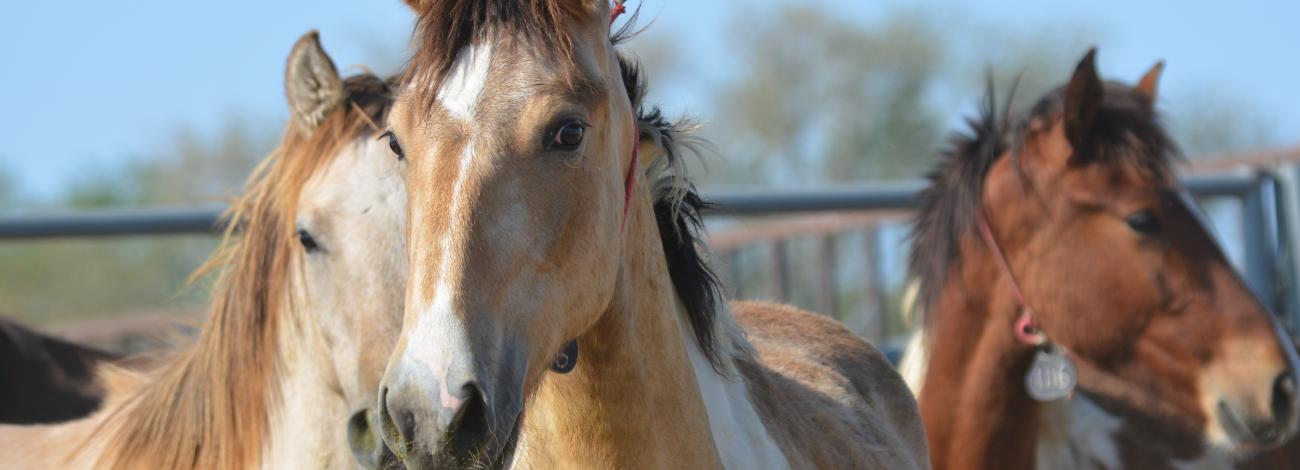 Wild horses in a pen