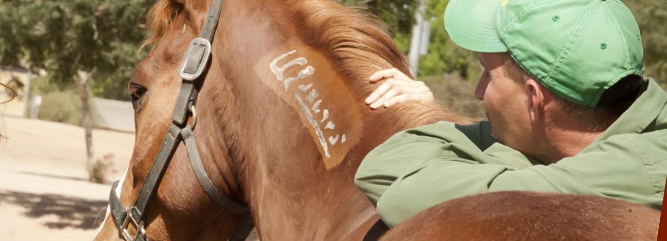 A horse with a freeze mark and a person. 