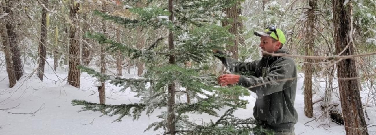 A Christmas tree is harvested in Oregon