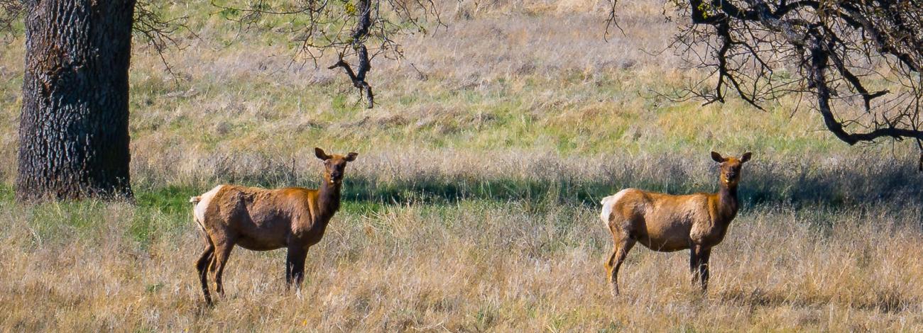 Two elk stand in a dry field near a tree