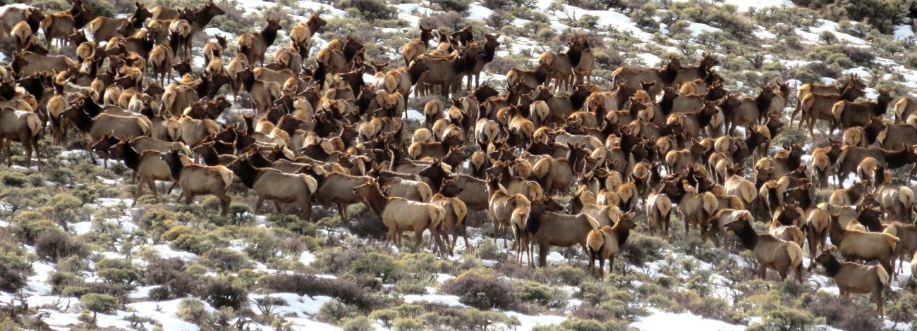 Herd of elk in prospect creek with a little snow on the ground.