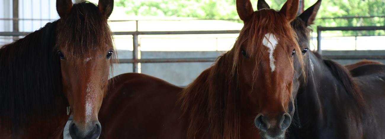 Two brown horses stand side by side in a barn, with green trees visible outside. One horse has a distinctive white marking on its forehead.