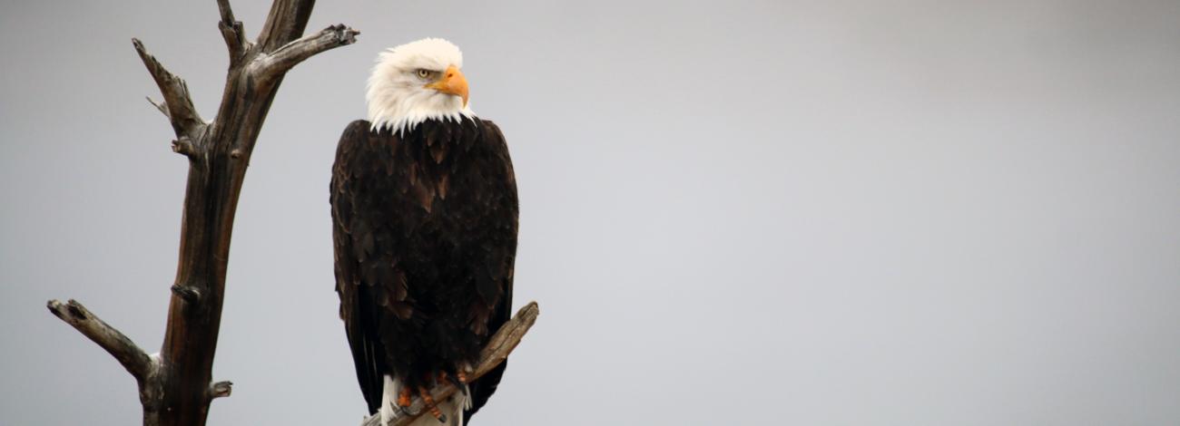 BLM staff captures image of eagle in Pinedale, Wyoming, March 12, 2018. 