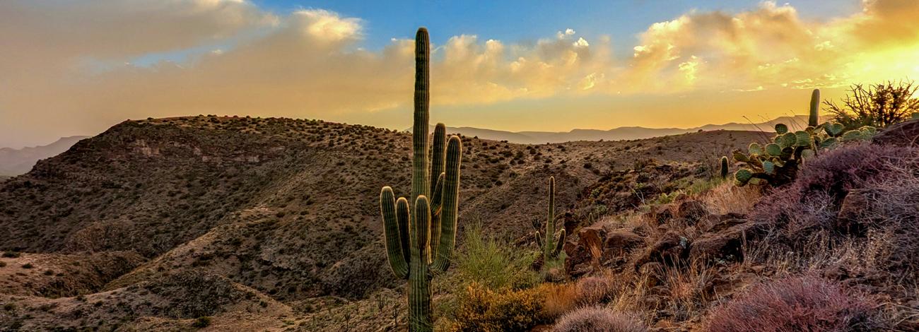 The setting sun casts a golden glow over the landscape of the Agua Fria National Monument, including cacti