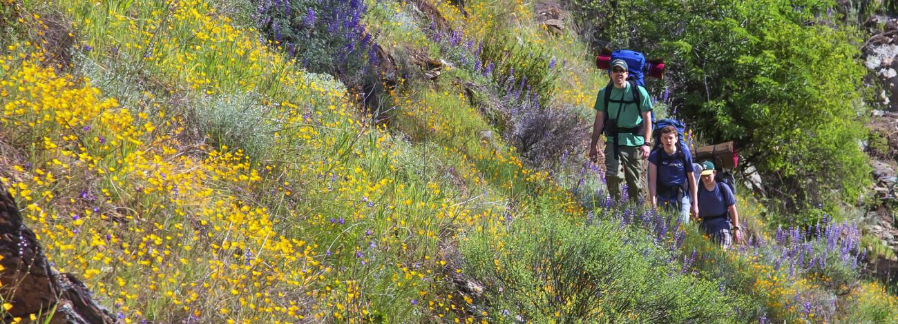 Hikers on a hillside trail surrounded by greenery and wildfowers