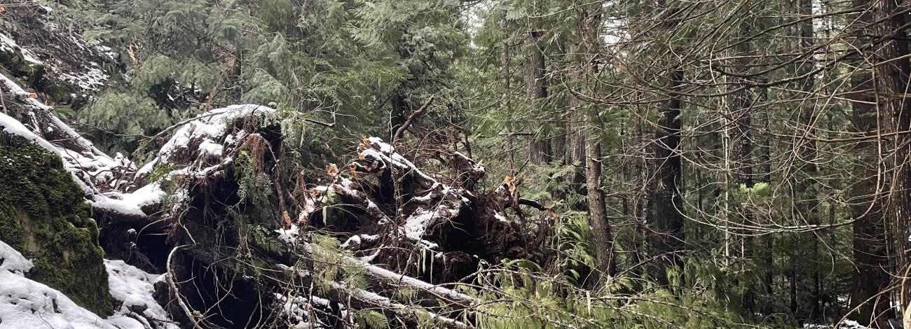 Trees and debris fallen across motorized route