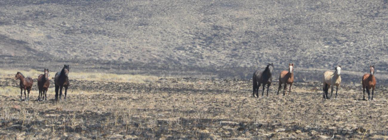 horses in an old burn scar