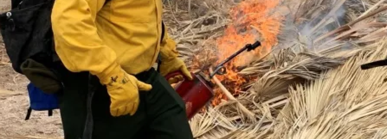 Firefighter in yellow protective gear and white helmet igniting a slash pile.