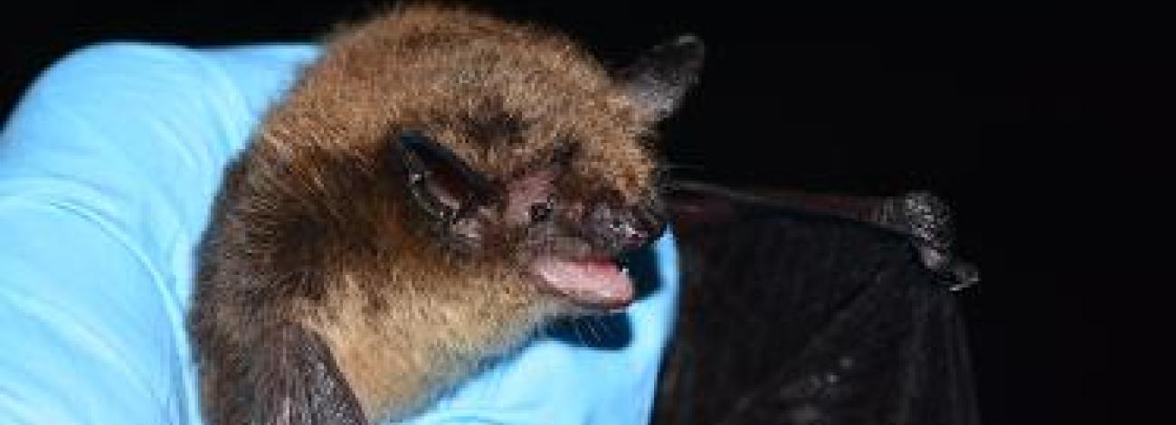 Little brown bat being held by a hand in a blue medical glove