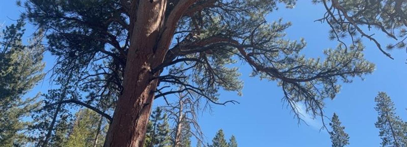 Women stands next to a Ponderosa tree that is over 300 years old.