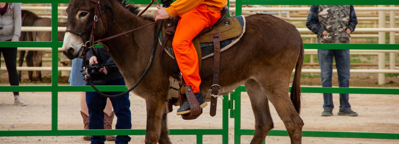 A man in orange rides a brown burro