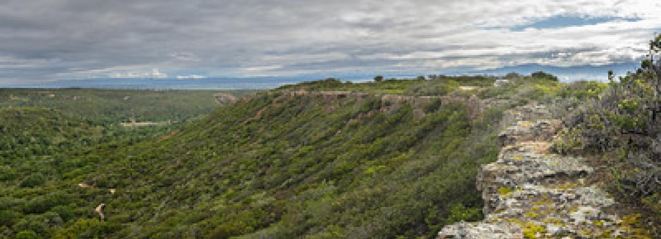 A rocky cliff overlooking a forested ravine.