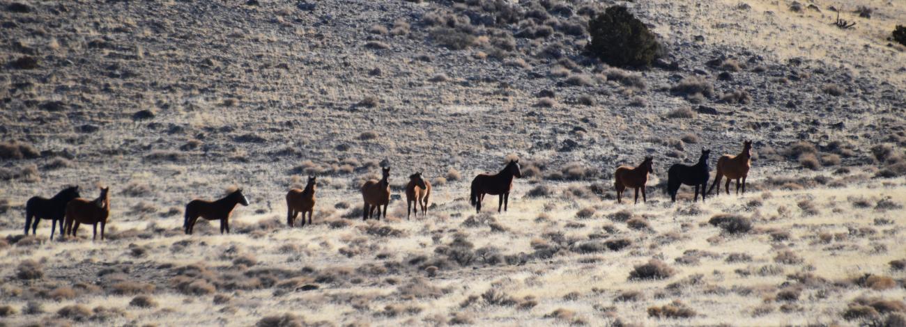 Horses standing on desert range