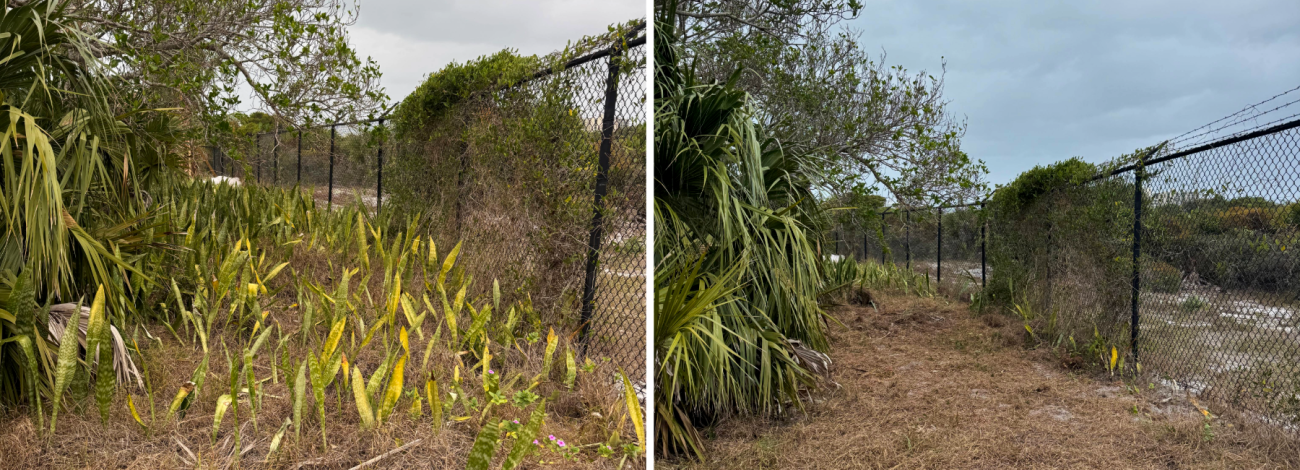 Grassy area with a chain-link fence shows snake plants before they were removed and after