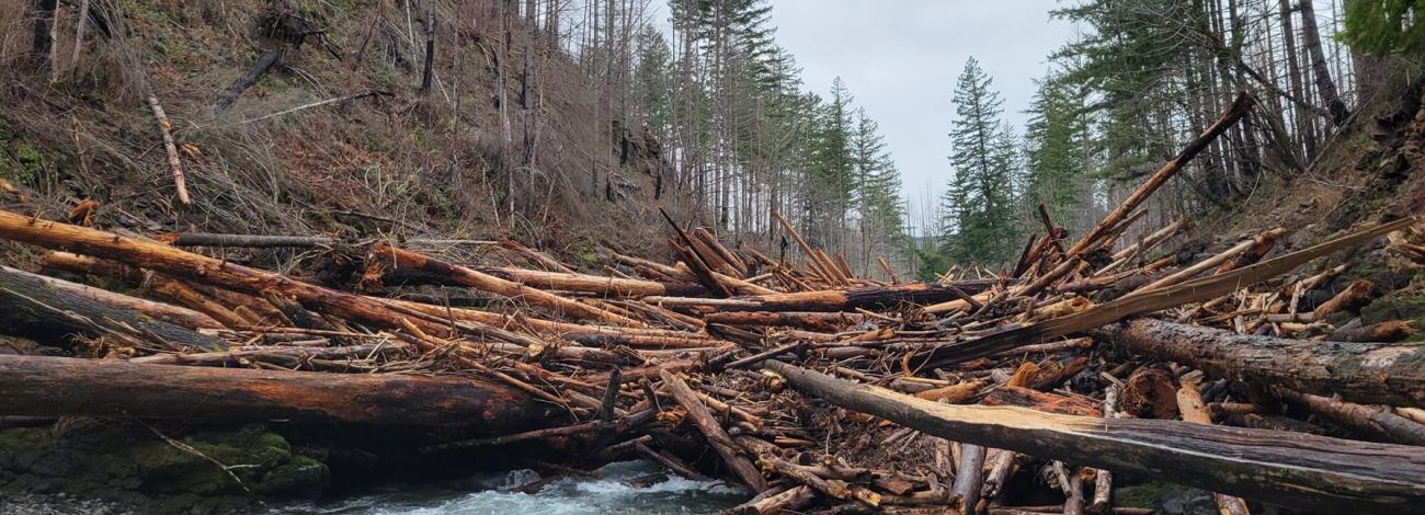 Molalla River logjam showing timber blocking a river