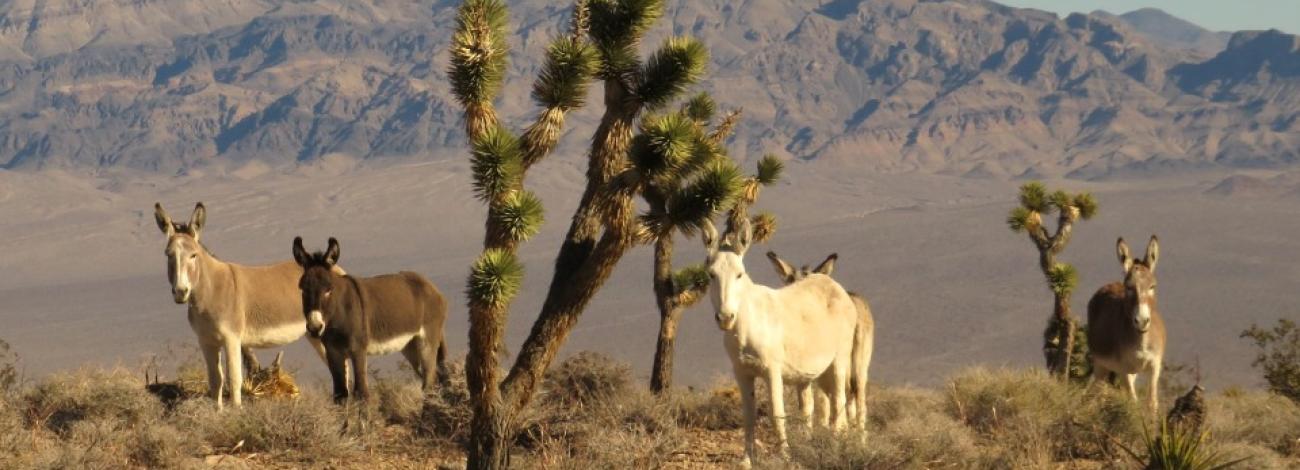 Five burros from the Spring Mountain Complex