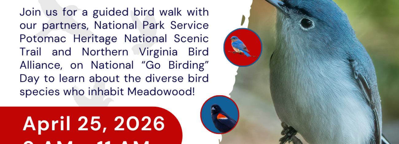 Flyer for a free guided bird walk on April 25, 2026, 9-11 AM at Mustang Trailhead, Lorton, VA, hosted by bird and heritage organizations.
