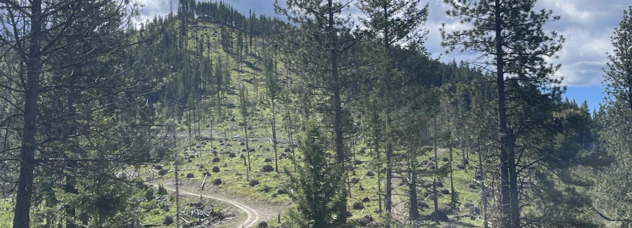 Forested area with brush piles from fuels reduction projects