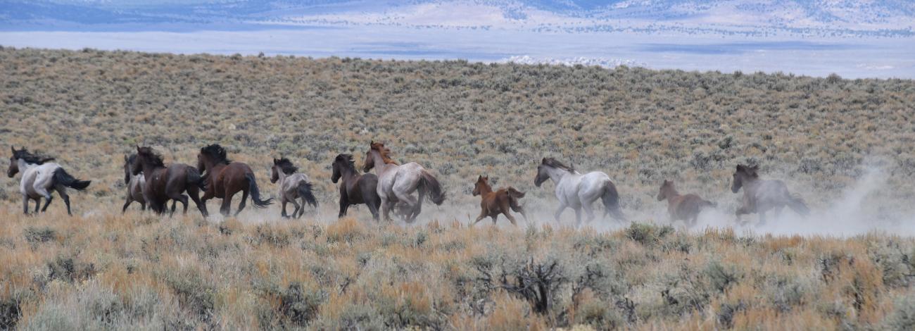 Multiple horses running through sage brush on the range.