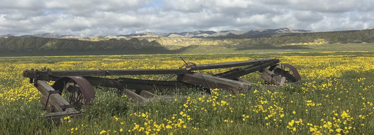 a field of green and some yellow flowers throughout with an old peice of farm equipment