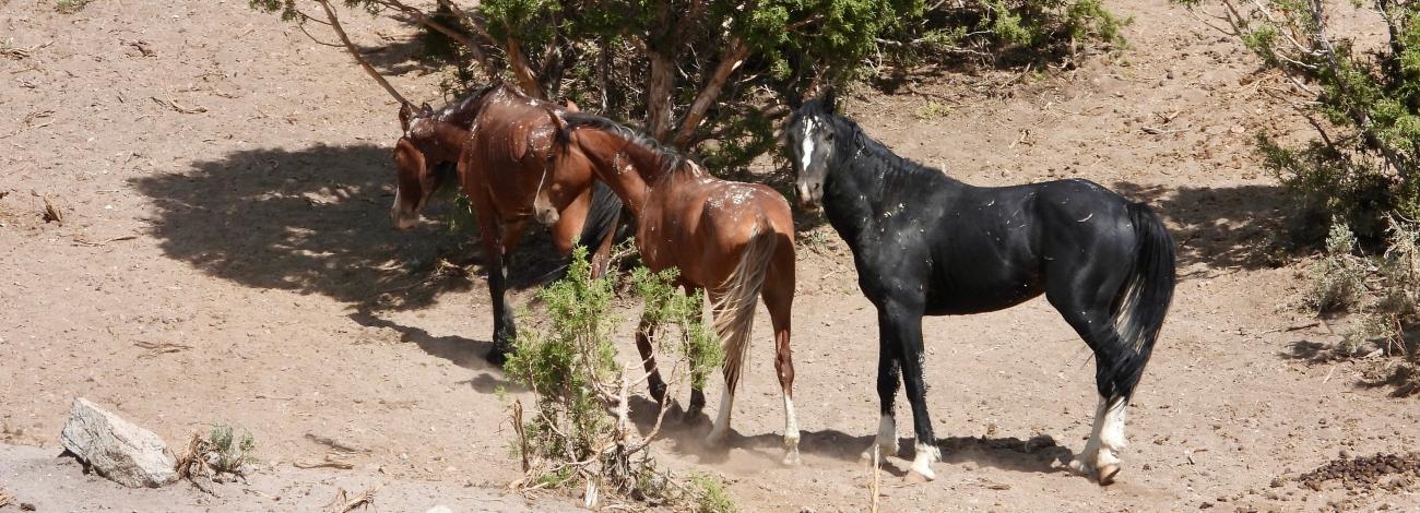 Three horses on the Antelope Herd Management Area