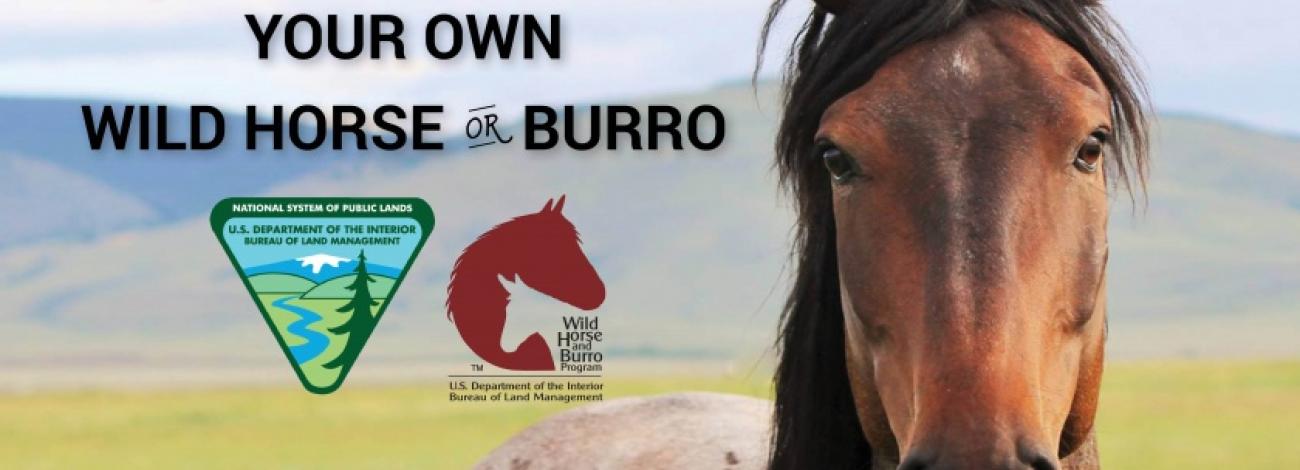 A close-up of a wild horse with mountains in the background, featuring the text about adopting a wild horse or burro.