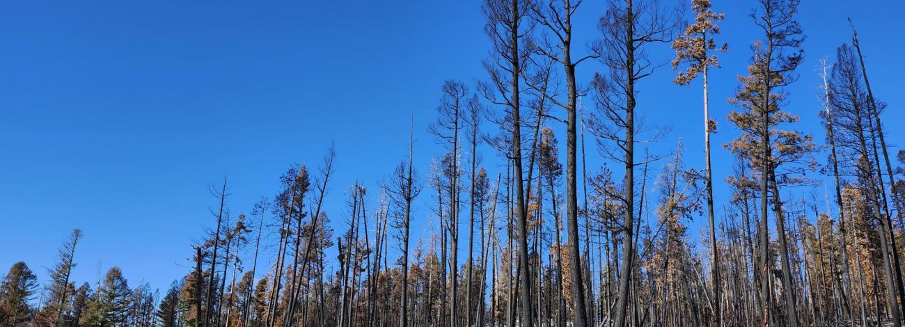 Picture of a forest ravaged by a previous fire