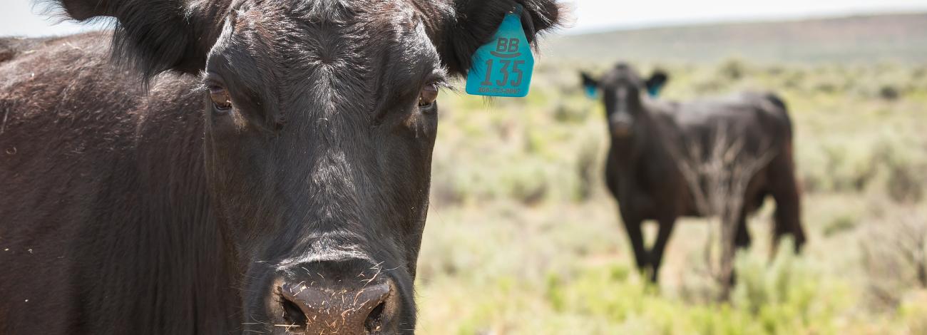 A closeup image of a black bovine's face, with another bovine seen in the background.
