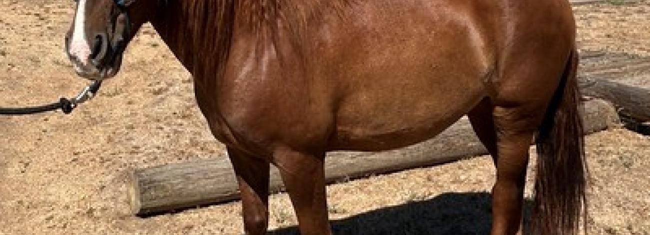A brown horse in a pen