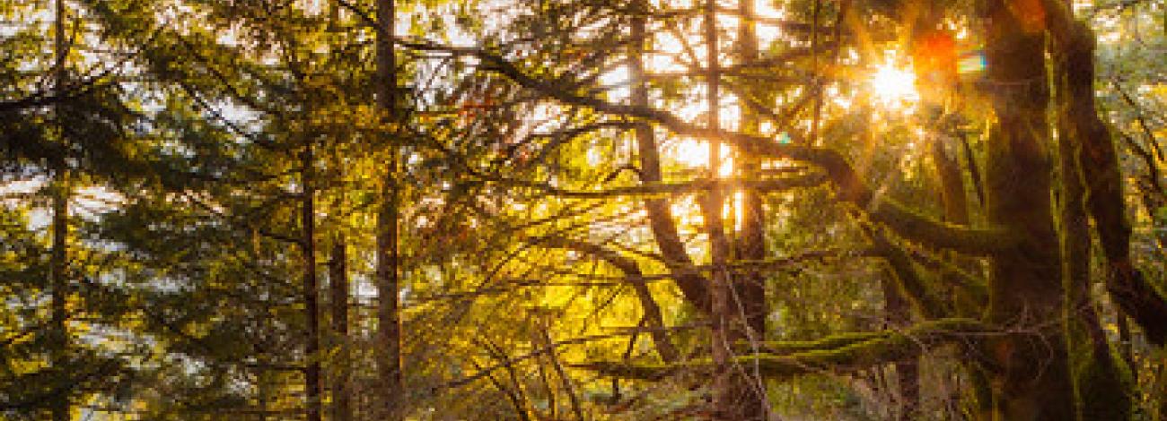 Sun sets in a thick forest