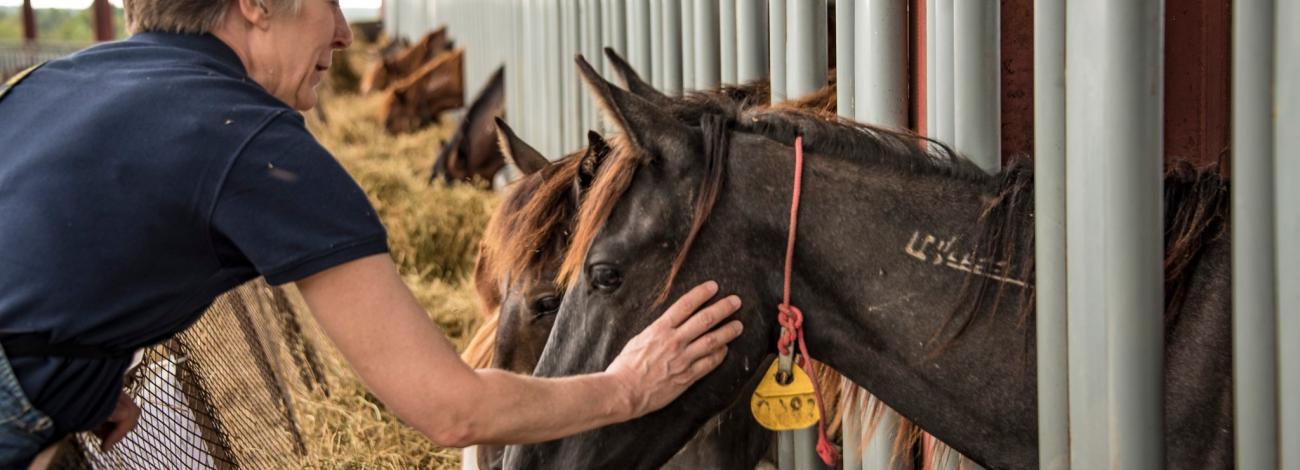 Person gently petting a black horse with an ear tag through stable bars where multiple horses are feeding.