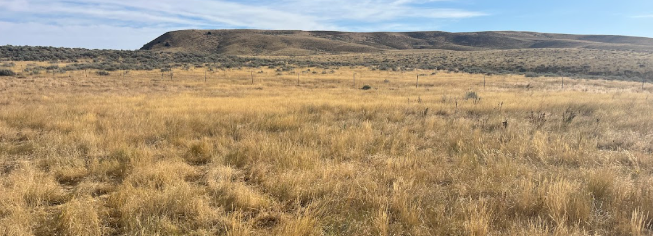 BLM-WY-CheatgrassTreatment