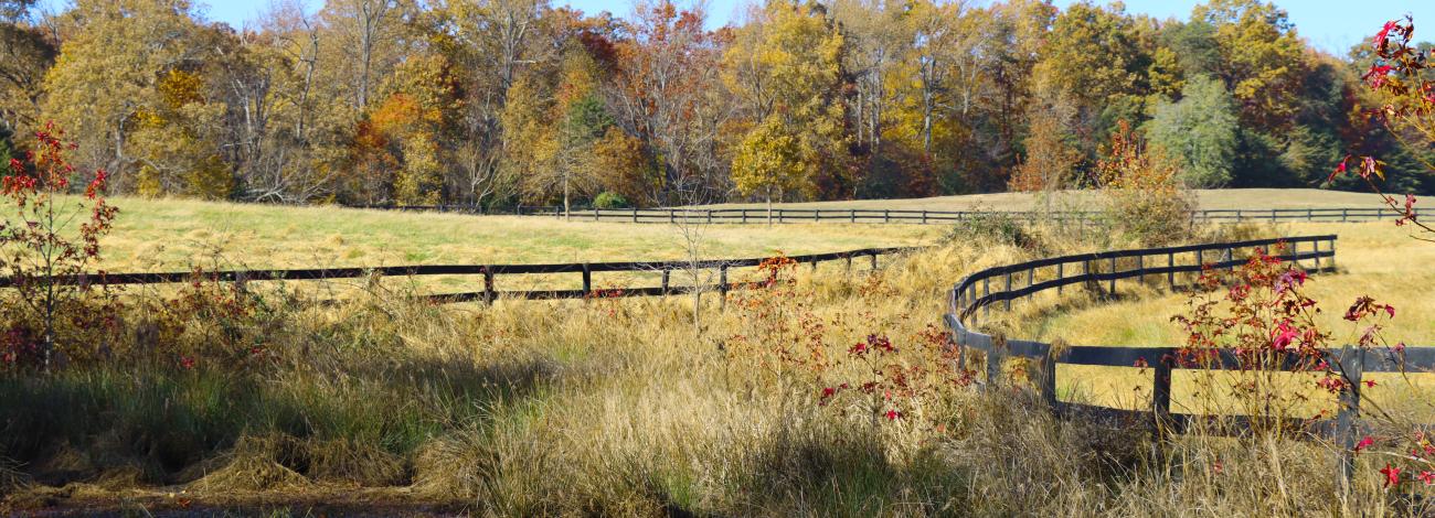 image of trees with pond in the foreground 