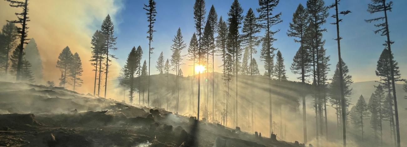 Smoky timbered landscape