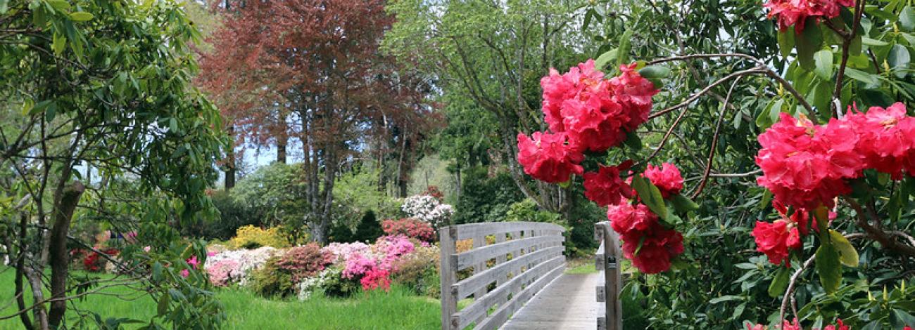 view of garden with bright pink rhododendrons in bloom
